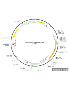 PiggyBac-CMV-P2RX3(human)-Puro