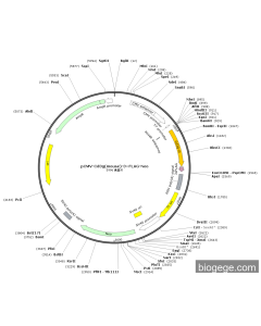 pCMV-Cd3g(mouse)-3×FLAG-Neo