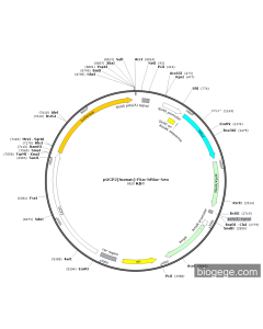 pUCP2(human)-Fluc-hRluc-Neo