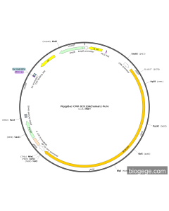 PiggyBac-CMV-SCN10A(human)-Puro