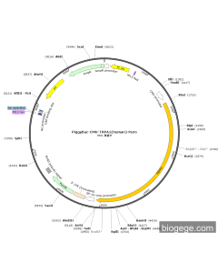 PiggyBac-CMV-TRPA1(human)-Puro