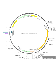 PiggyBac-CMV-P2RX7(human)-Puro