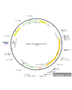 PiggyBac-CMV-KCNA5(human)-Puro