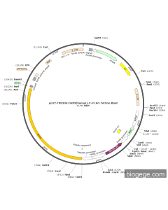 pLV2-TRE3GS-DHX9(human)-3×FLAG-TetOne-Blast