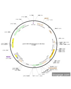 pLV3-CMV-GPX4(human)-6×His-Puro