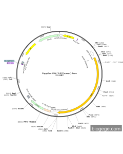 PiggyBac-CMV-TLR7(human)-Puro
