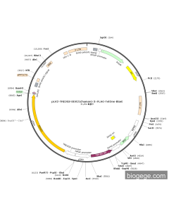 pLV2-TRE3GS-DDX21(human)-3×FLAG-TetOne-Blast