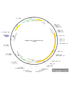 PiggyBac-CMV-TLR3(human)-Puro