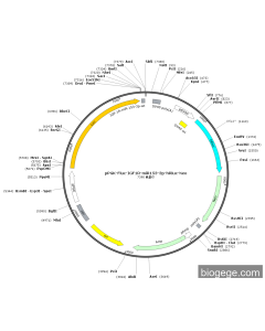 pPGK-Fluc-IGF1R-miR153-3p-hRluc-Neo