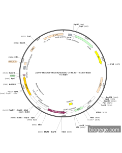 pLV2-TRE3GS-PRDX4(human)-3×FLAG-TetOne-Blast