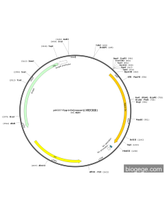 pUC57-Ppp1r3e(mouse)(2synonymous mutations)