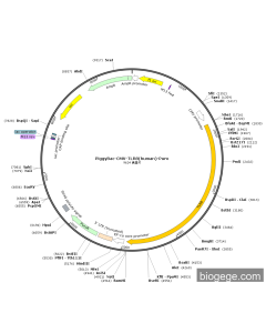 PiggyBac-CMV-TLR8(human)-Puro