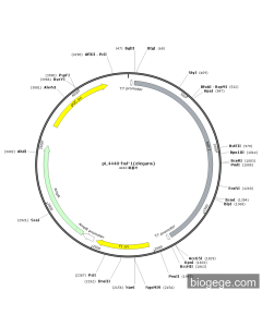 pL4440-hsf-1(elegans)