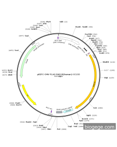 pBIFC-CMV-FLAG-RAD18(human)-CC155