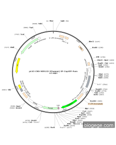 pLV3-CMV-MIR153-2(human)-3P-CopGFP-Puro