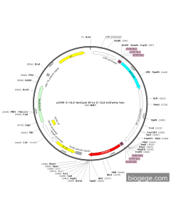 pCMV-3×NLS-AmCyan-EF1a-3×NLS-mCherry-Neo