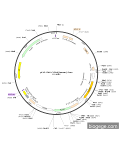pLV3-CMV-CLDN6(human)-Puro