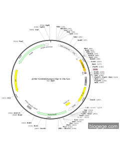 pCMV-S100A8(human)-Myc-6×His-Neo