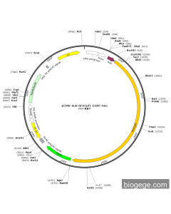 pCMV-Su9-hFnCpf1-EGFP-Neo