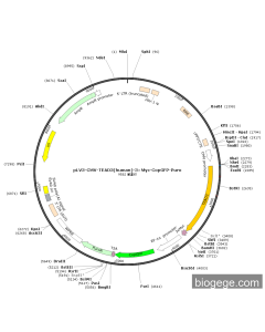 pLV3-CMV-TEAD3(human)-3×Myc-CopGFP-Puro