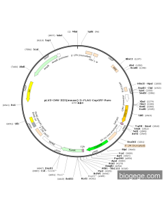 pLV3-CMV-Il25(mouse)-3×FLAG-CopGFP-Puro