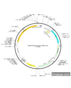 pPPP2CA(human)-Fluc-hRluc-Neo