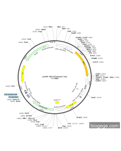pCMV-YBX1(human)-Neo