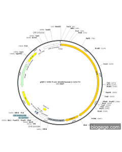 pBiFC-CMV-FLAG-ADAR(human)-CrN173