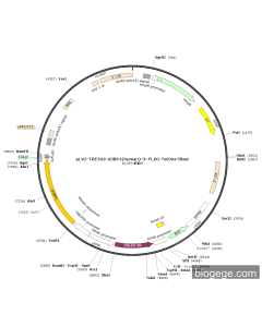 pLV2-TRE3GS-G3BP1(human)-3×FLAG-TetOne-Blast