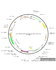 pLV2-TRE3GS-EGFP-IFI27(human)-Myc-TetOne-Neo