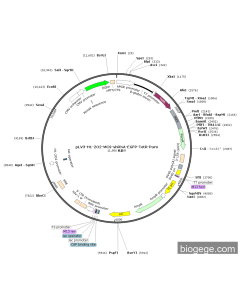 pLV3-H1-2O2-MCS-shRNA-EGFP-TetR-Puro