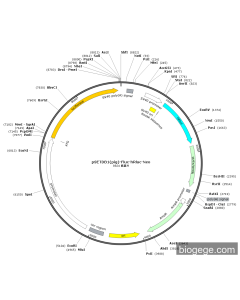 pSETDB1(pig)-Fluc-hRluc-Neo