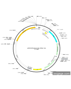pRUNX2(human)-Fluc-hRluc-Neo