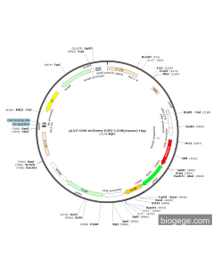 pLV2-CMV-mCherry-EGFP-LC3B(mouse)-Hyg