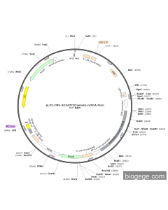 pLV3-CMV-ANXA2P2(human)-ncRNA-Puro
