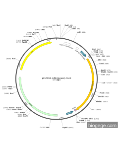 pENTR1A-Ldhb(mouse)-FLAG