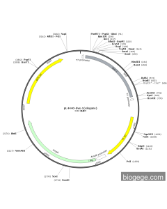 pL4440-dve-1(elegans)