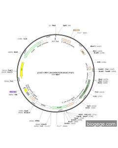 pLV3-CMV-LINC00972(human)-Puro