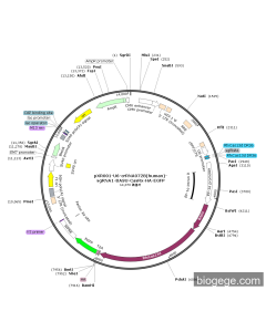 pXR001-U6-crRNA0728(human)-sgRNA1-BASU-CasRx-HA-EGFP
