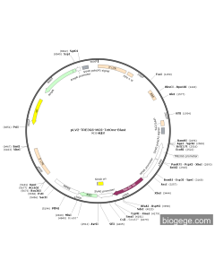 pLV2-TRE3GS-MCS-TetOne-Blast