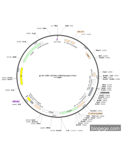 pLV3-CMV-circ0011385(human)-Puro