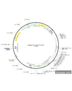 PiggyBac-EF1a-MCS-EF1a-Puro