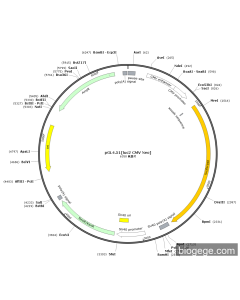 pGL4.51[luc2 CMV Neo]