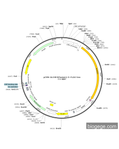 pCMV-ALOXE3(human)-3×FLAG-Neo