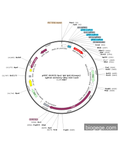 pHDE-AtU626-lpa1-ipk-ipk1A(mays)-sgRNA-mCherry-UBQ-35S-Cas9