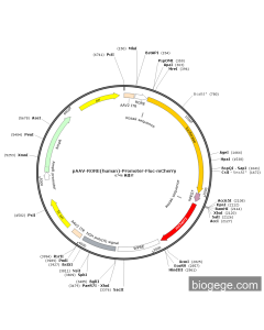 pAAV-RORE(human)-Promoter-Fluc-mCherry