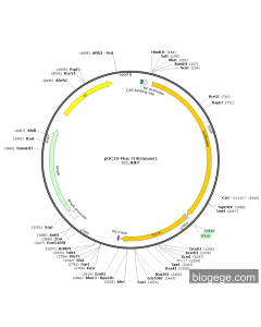 pUC19-Fluc-Tnf(mouse)