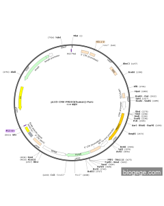 pLV3-CMV-PRDX3(human)-Puro