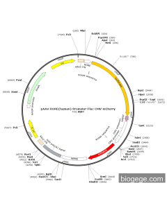 pAAV-RORE(human)-Promoter-Fluc-CMV-mCherry