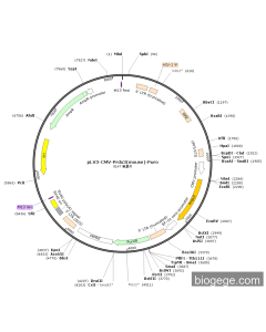 pLV3-CMV-Prdx3(mouse)-Puro